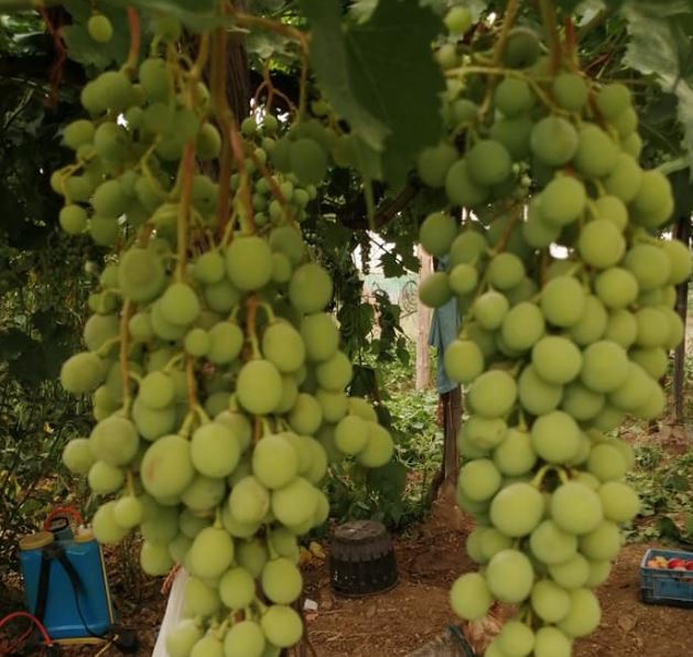 Imagen demo Imagen demo